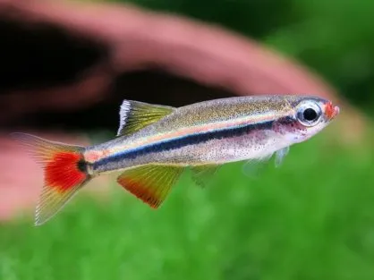 Кардинал (лат. - Tanichthys albonubes)