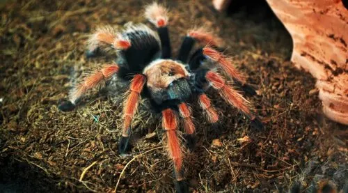 Павук Брахіпельма беме, дор. (лат. - Brachypelma boehmei)