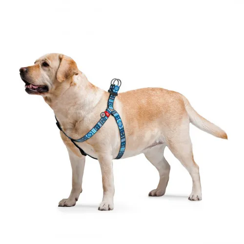 4611 Шлея WAUDOG Nylon з QR паспортом, малюнок "Етно синій" (ширина 20мм, довжина 50-80см)