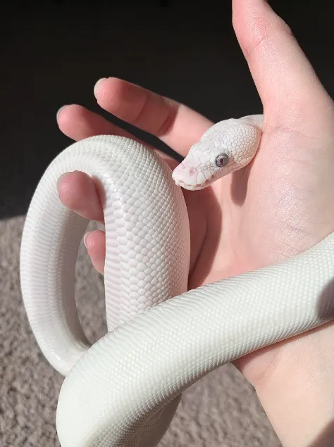 Пітон королівський Білий (лат. - Python regius Leucistic)