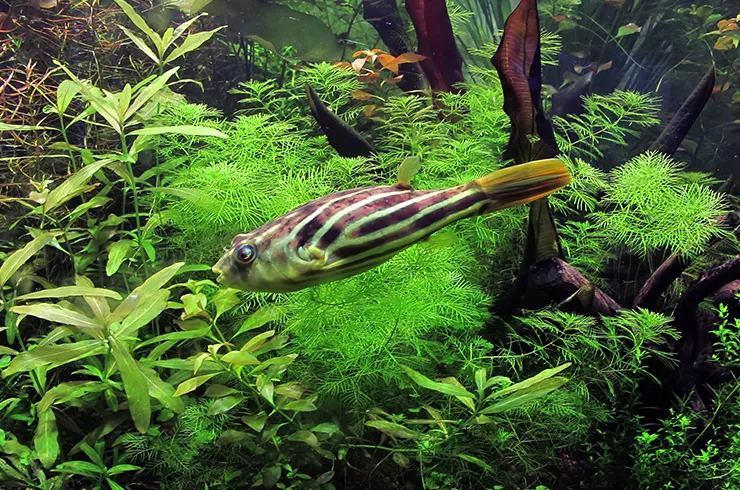 Тетрадон фахака (лат. - Tetraodon lineatus)
