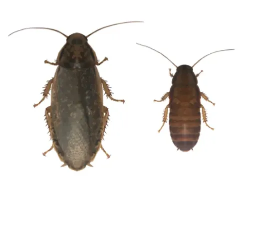 Таракан мармуровий, S (лат. - Nauphoeta cinerea)