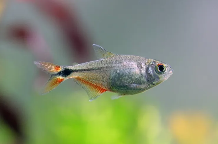Тетрагоноптерус (лат. - Hemigrammus caudovittatus)