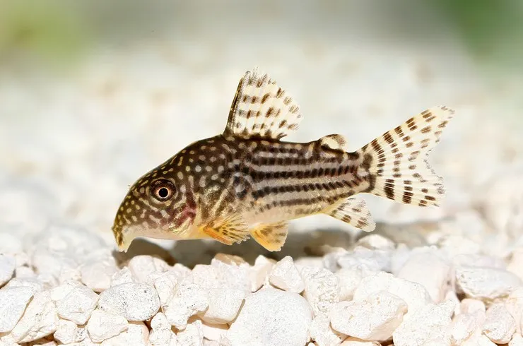 Корідорус Штерба (лат. - Corydoras Sterbai)
