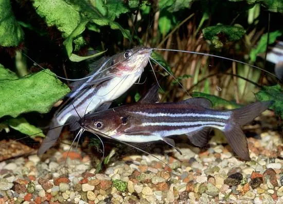 Містус Полосатий, (лат. - Mystus vittatus)