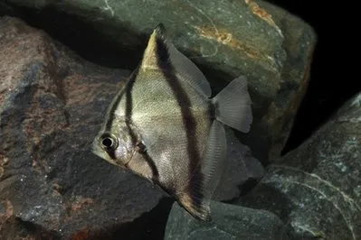 Монодактіл аргентус (лат. - Monodactylus Argenteus)