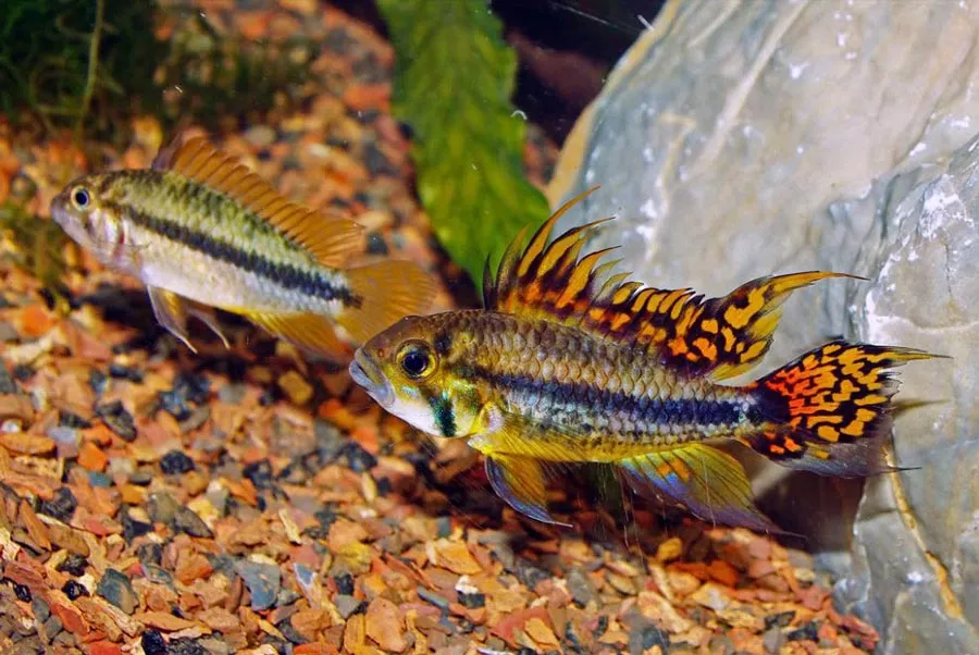 Апістограма Какаду (Apistogramma cacatuoides)
