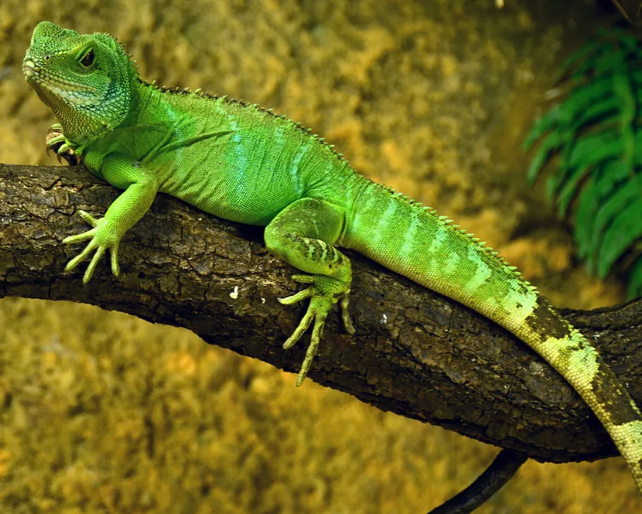 Водяна агама (лат. - Physignathus cocincinus)