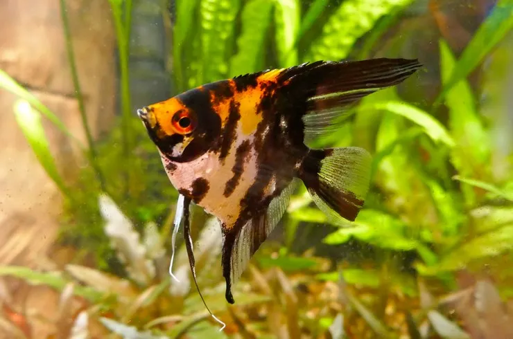 Скалярія асс. ХXL. (лат. - Pterophyllum scalare)