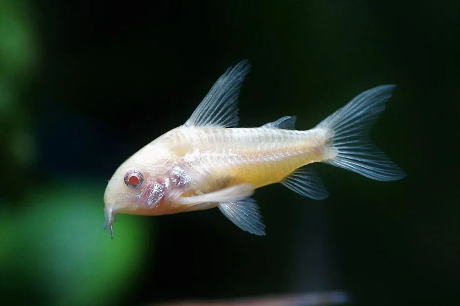 Корідорус крапчатий альбінос (лат. - Corydoras paleatus)