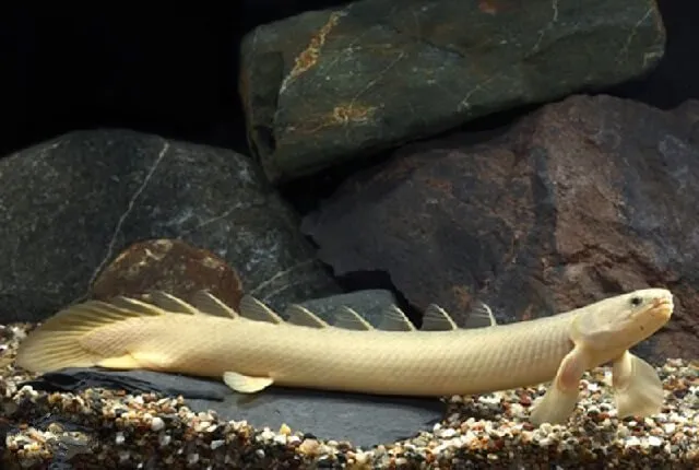 Поліптерус сенегальський (лат. - Polypterus senegalus)