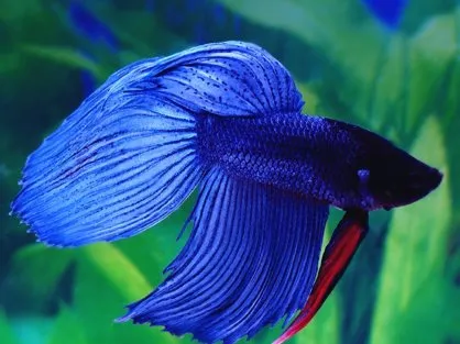 Пітушки, асс. S. (лат. Betta)