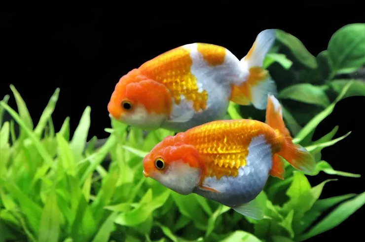 Ранчу, L (лат. - Carassius auratus)