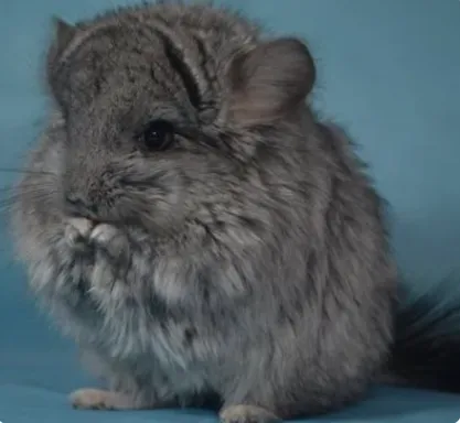 Шиншила (кольорова VIP), - (лат. - Chinchilla)