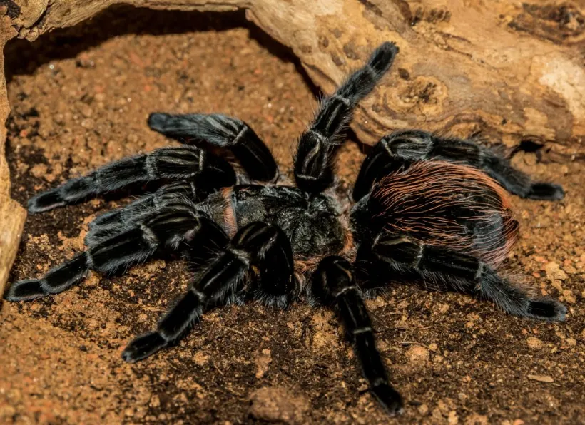 Павук Брахіпельма Ваганс, дор. (лат. - Brachypelma vagans)