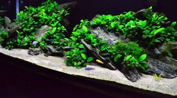 Анубіас бартера нана Голд, M (лат. - Anubias barteri var. nana “gold”)
