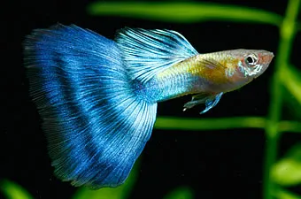 Гупі S ( Poecilia reticulata)