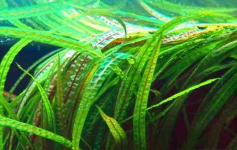 Криптокорина Балансе, L (лат. - Cryptocoryne Balansae)