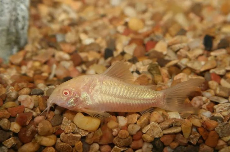 Корідорус крапчатий альбінос (лат. - Corydoras paleatus)
