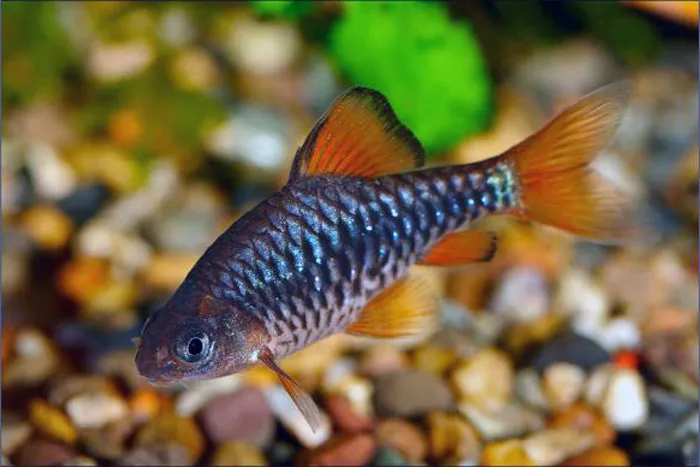 Барбус оліголепіс, (лат. - Oliotius oligolepis)