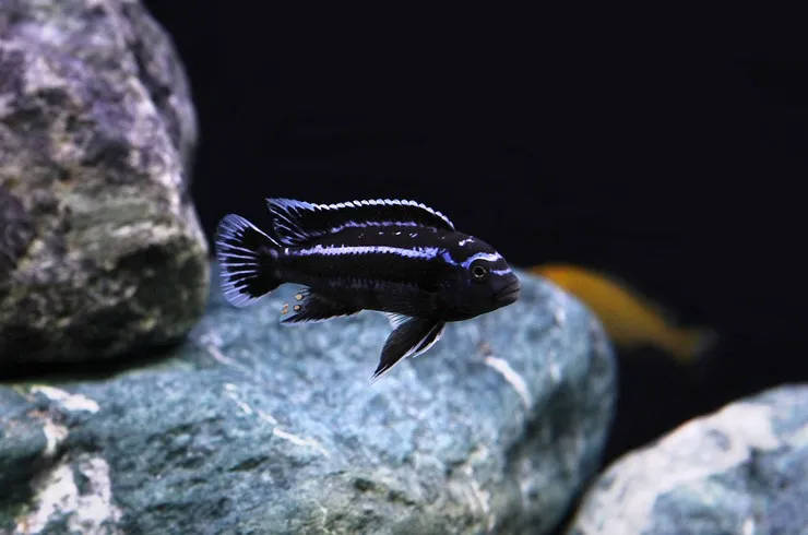 Меланохроміс майнгано, S (лат. - Pseudotropheus cyaneorhabdos)