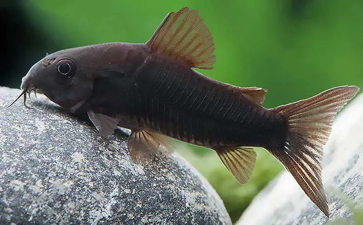 Корідорус Блэк Венесуэла (лат. - Corydoras aeneus Black Venezuela)