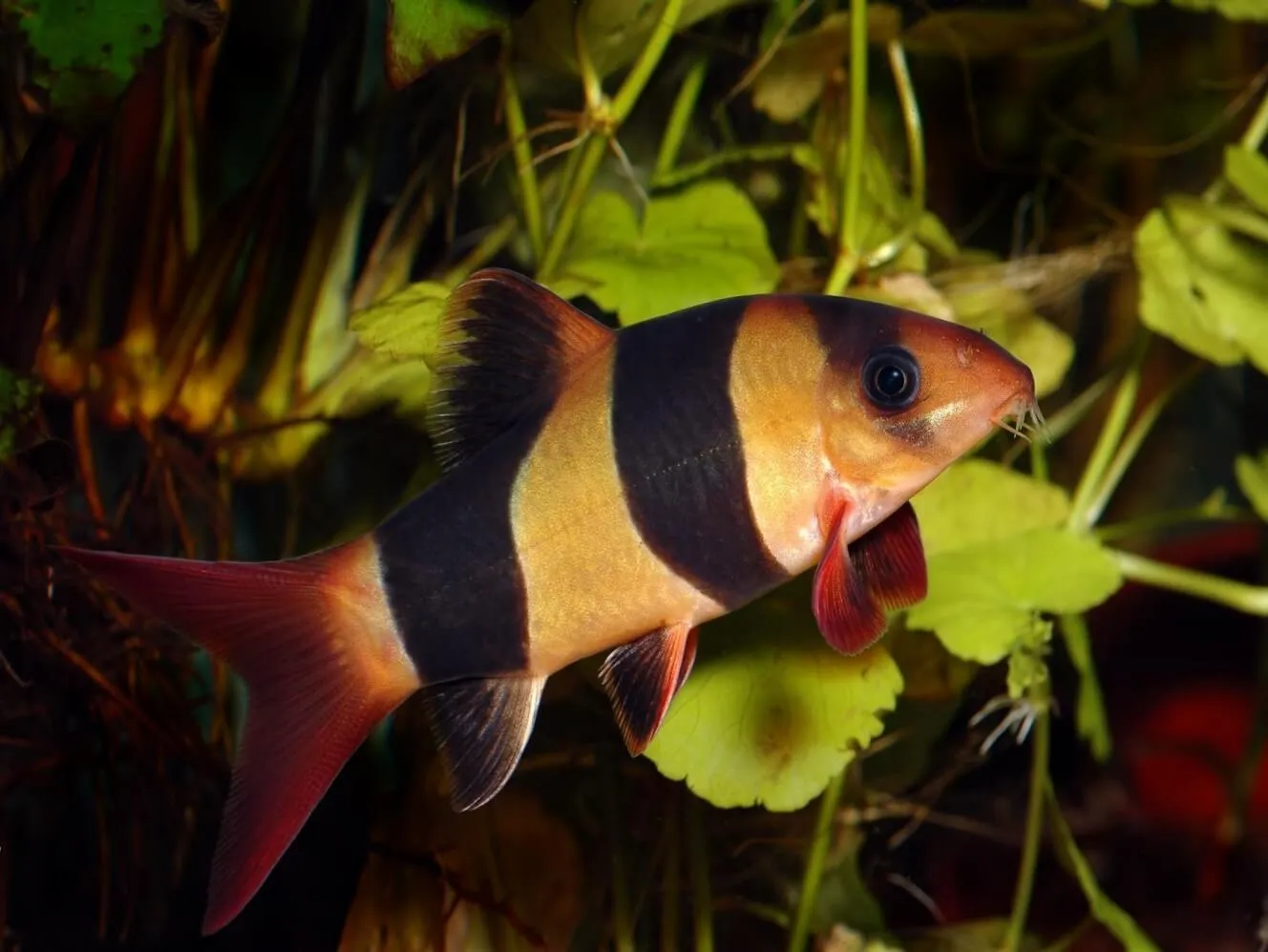Боція Клоун, S (лат. - Chromobotia macracanthus)