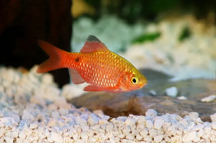 Барбус вогненний, M(лат - Puntius conchonius)