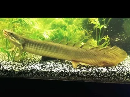 Поліптерус сенегальський (лат. - Polypterus senegalus)