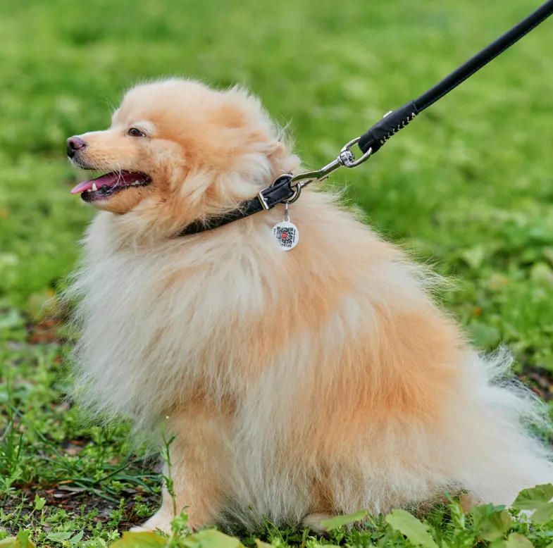 02501 Нашийник WAUDOG Soft з QR паспортом, шкіряний, круглий L d 13мм Д 45-53см чорний