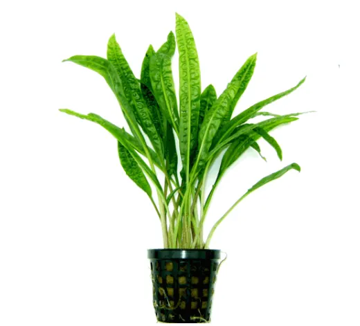 Криптокорина Балансе, M (лат. - Cryptocoryne Balansae)