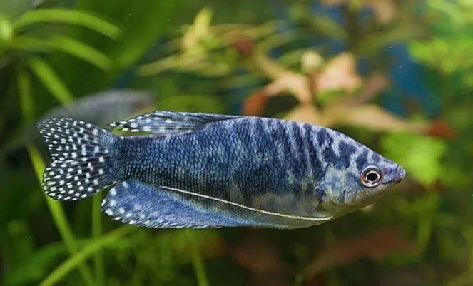 Гурамі мармуровий, M.  (лат. - Trichogaster trichopterus)