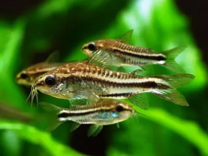 Корідорус пигмей (лат. - Corydoras septentrionalis)