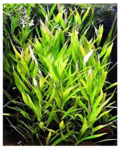Гигрофіла довголисткова (лат. - Hygrophila spec. longifolia)