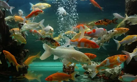 Карп Кої, асс. M. (лат. - Carassius auratus)