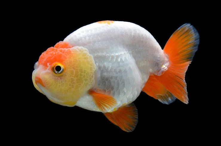 Ранчу, L (лат. - Carassius auratus)