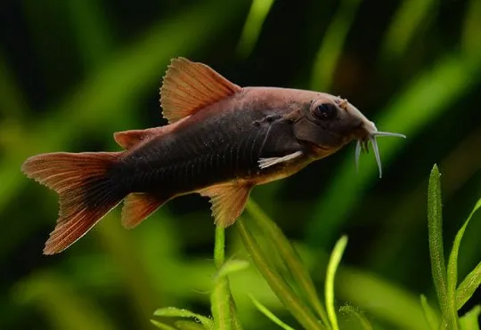 Корідорус Блэк Венесуэла (лат. - Corydoras aeneus Black Venezuela)