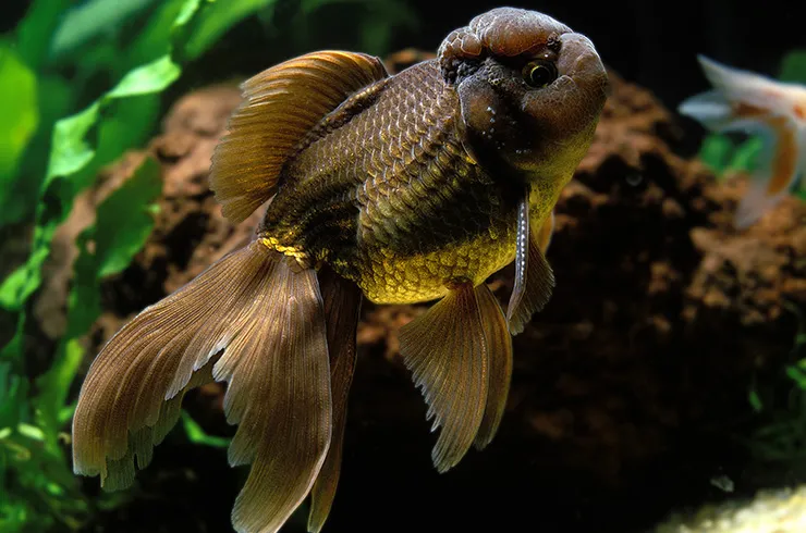 Оранда Чорна, XL. (лат. - Black Oranda)
