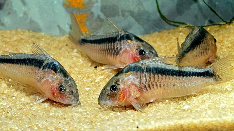 Корідорус рабауті (лат. - Corydoras septentrionalis)