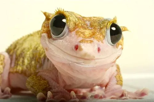 Геккон Війчастий бананоїд (лат. - Gekko Bananoid)