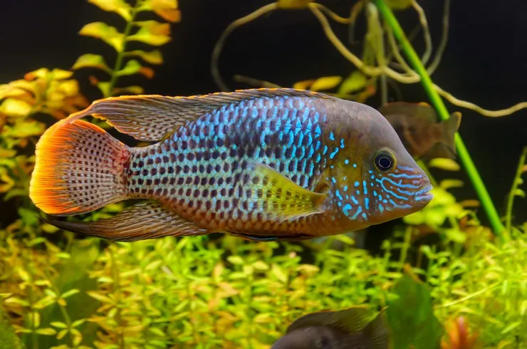 Акара Бірюзова, L / (лат. - Andinoacara rivulatus)