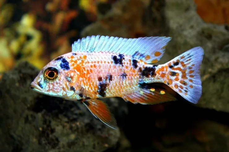 Аулонокара мультиколор (Aulonocara sp. «Multicolor»)
