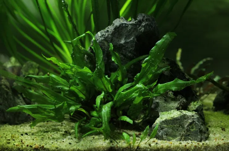 Криптокорина Вента зелена, M (лат. - Cryptocoryne wendtii green)
