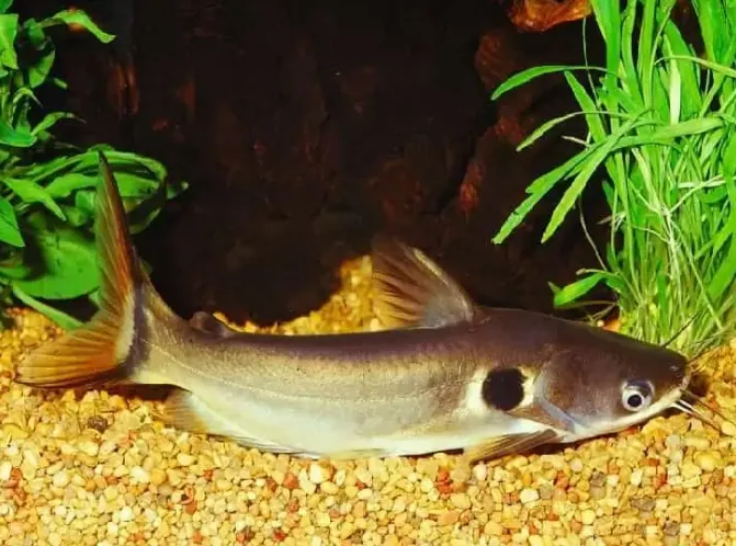 Павлине око, S. (лат. - Horabagrus brachysoma)