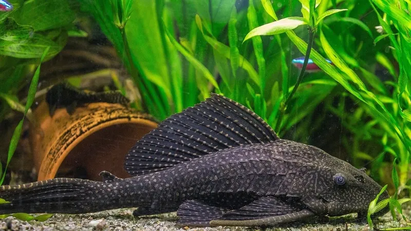 Плекостомус (лат. - Hypostomus plecostomus)