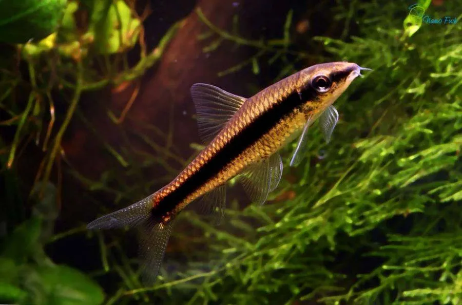 Сіамський водоросліїд (лат. - Crossocheilus siamensis)