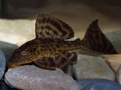Плекостомус (лат. - Hypostomus plecostomus)