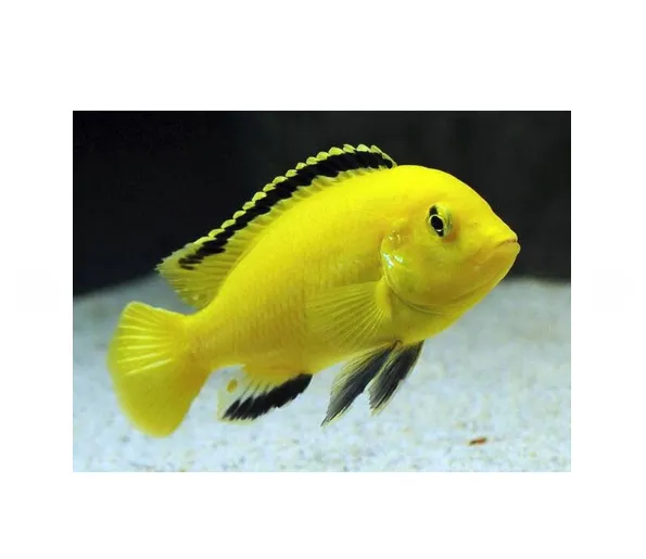 Лабідохроміс Еллоу, M (лат. - Labidochromis caeruleus var. “Yellow”)
