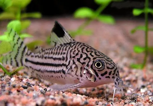 Коридорус Трилінеатус (лат. - Corydoras trilineatus)