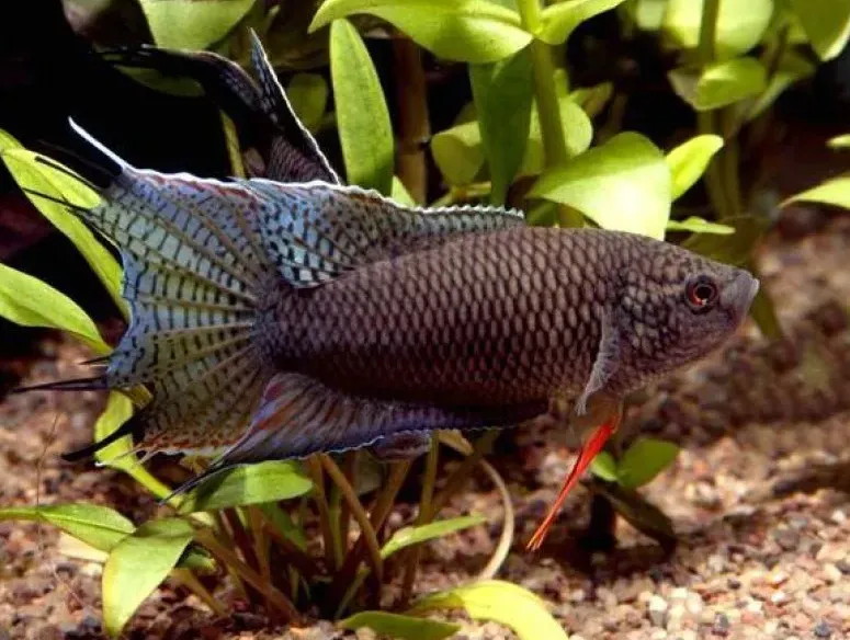 Макропод чорний, L (лат. - Macropodus spechti)